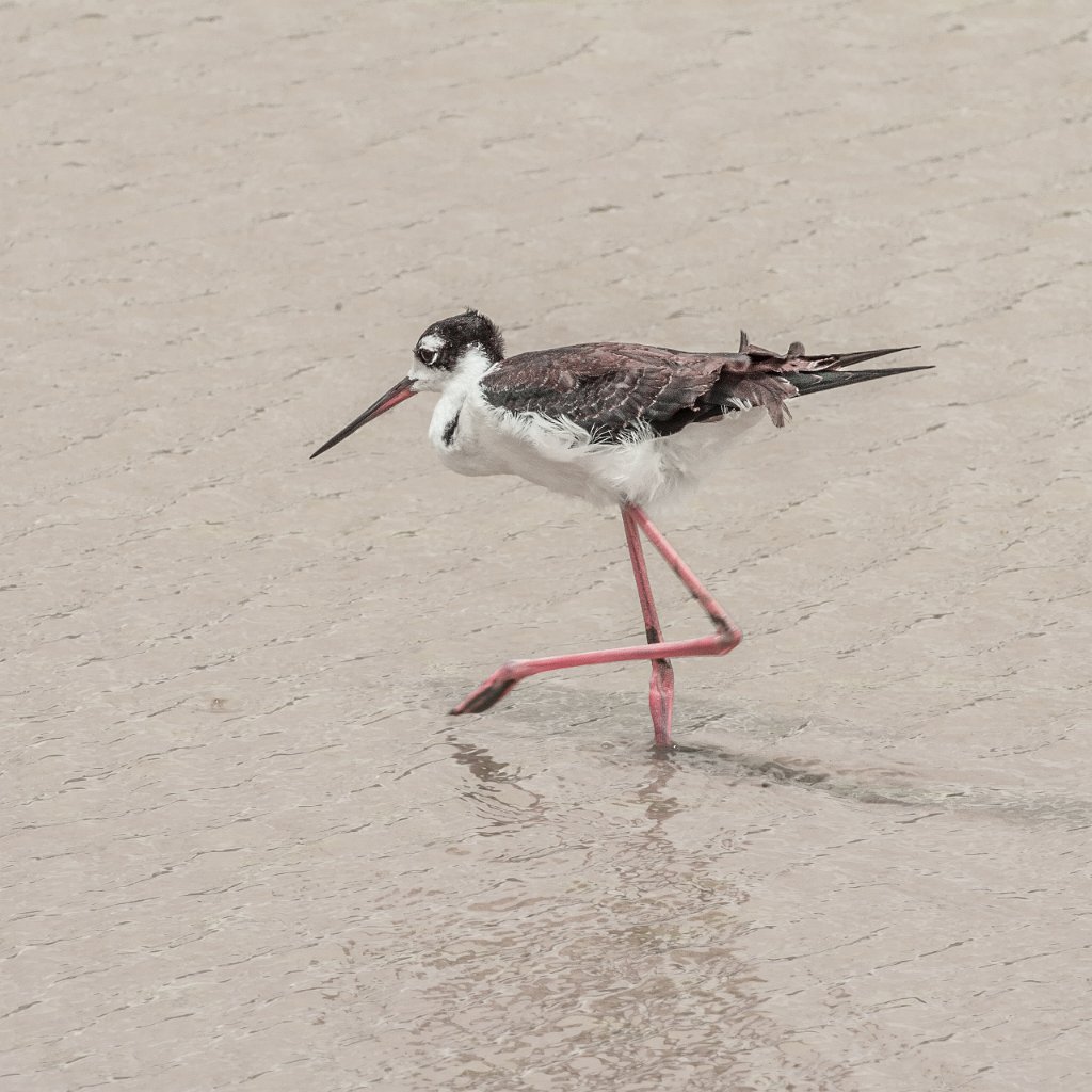 D04_0640.jpg - Black-necked Stilt