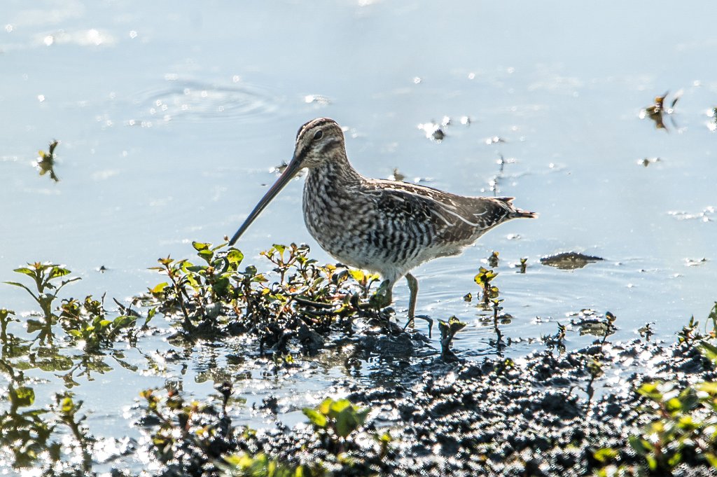 D04_7520-2.jpg - Long-billed Dowitcher