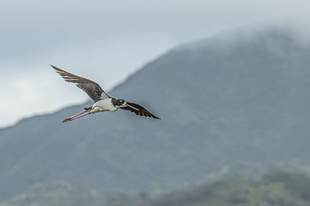 D05_3209.jpg - Black-necked Stilt