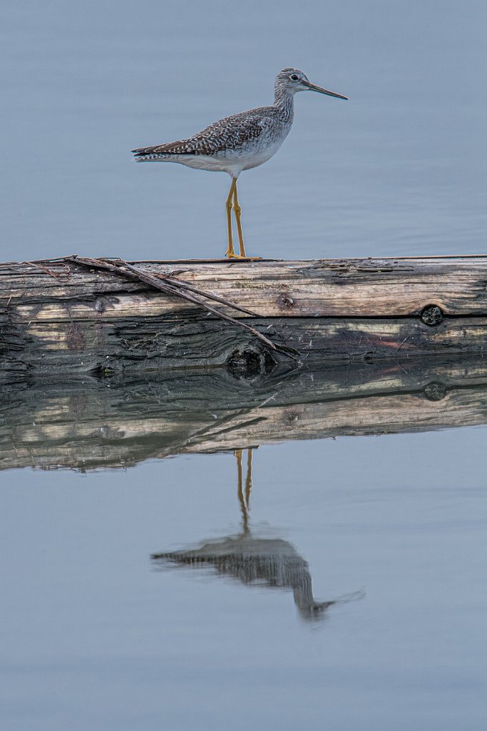 D05_3231.jpg - Greater Yellowlegs