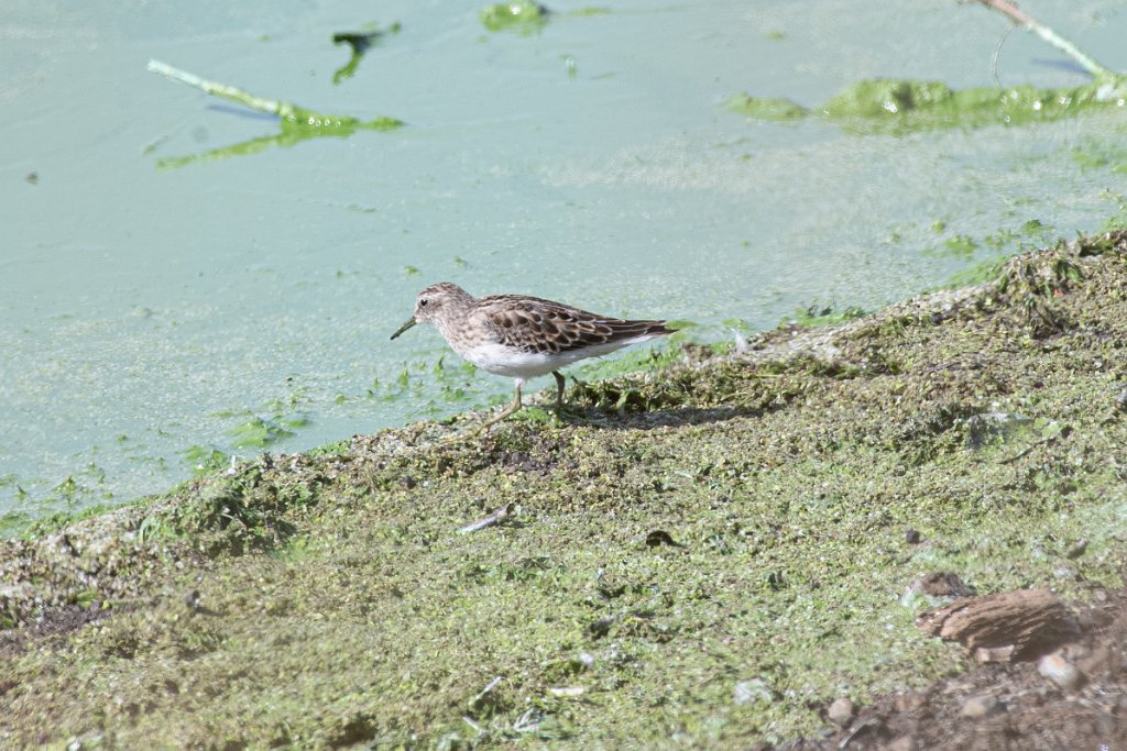 D05_8845.jpg - Least Sandpiper