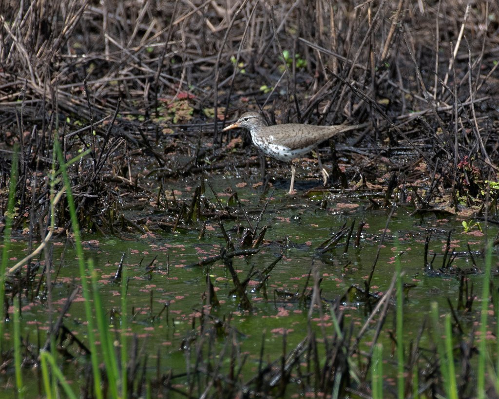 D80_0961.jpg - Spotted Sandpiper