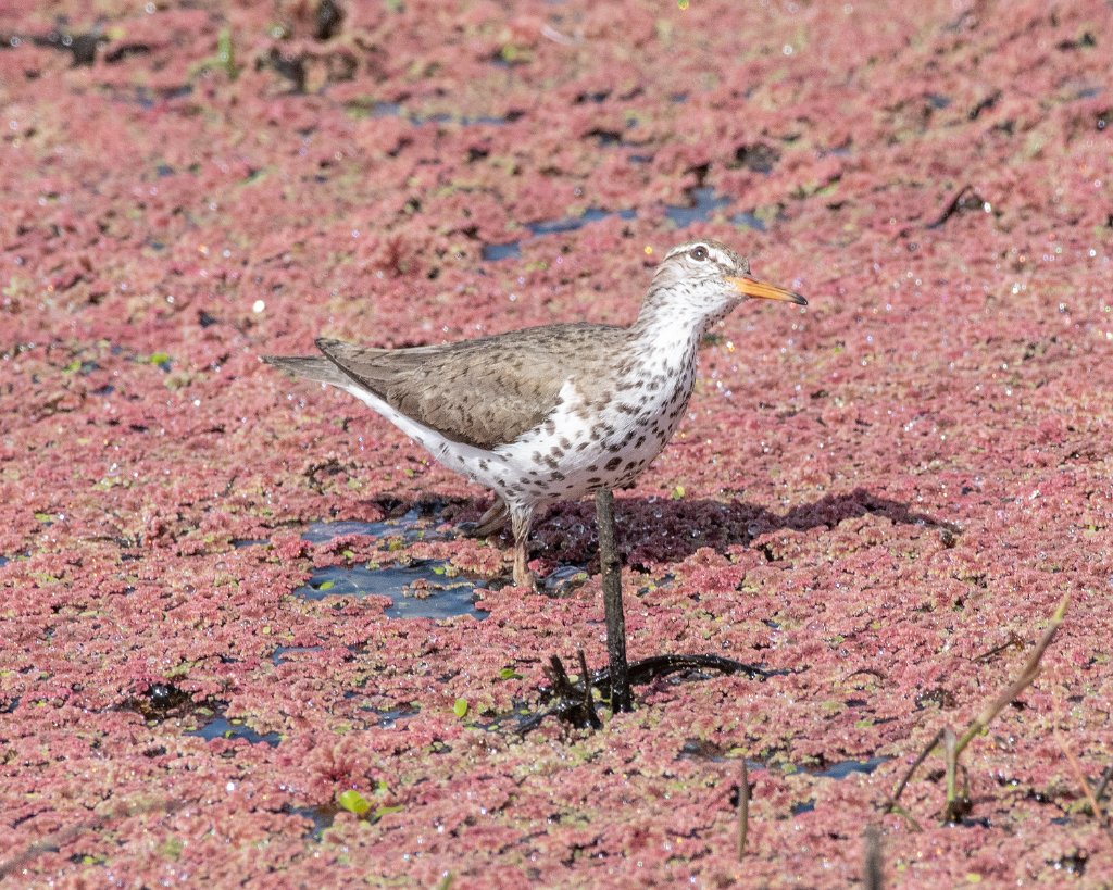 D80_1028.jpg - Spotted Sandpiper