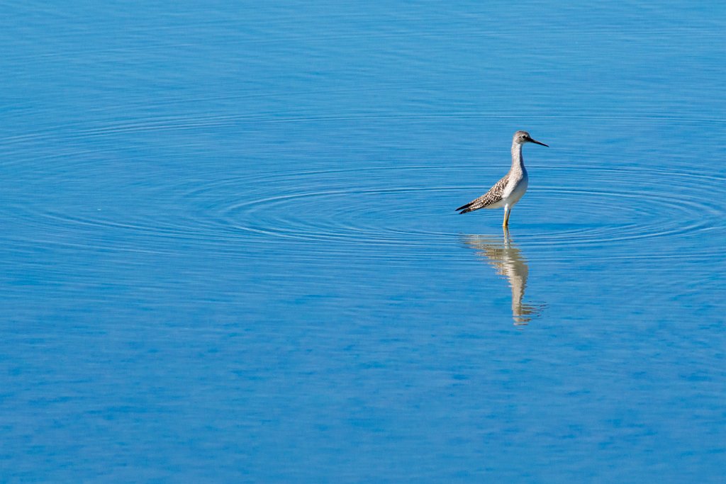 D80_6699.jpg - Greater Yellowlegs