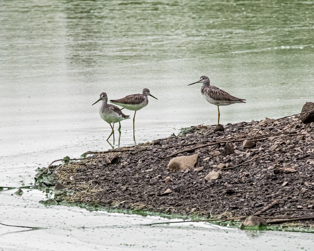 D85_0434.jpg - Greater Yellowlegs