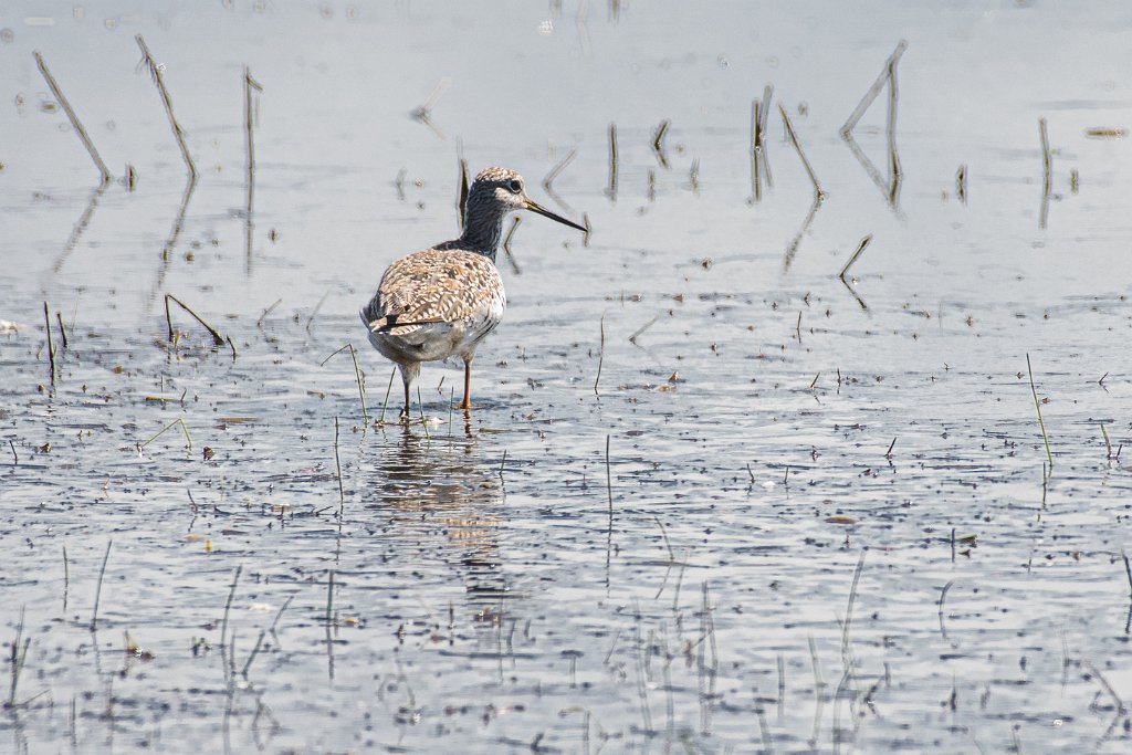 D85_1708.jpg - Lesser Yellowlegs