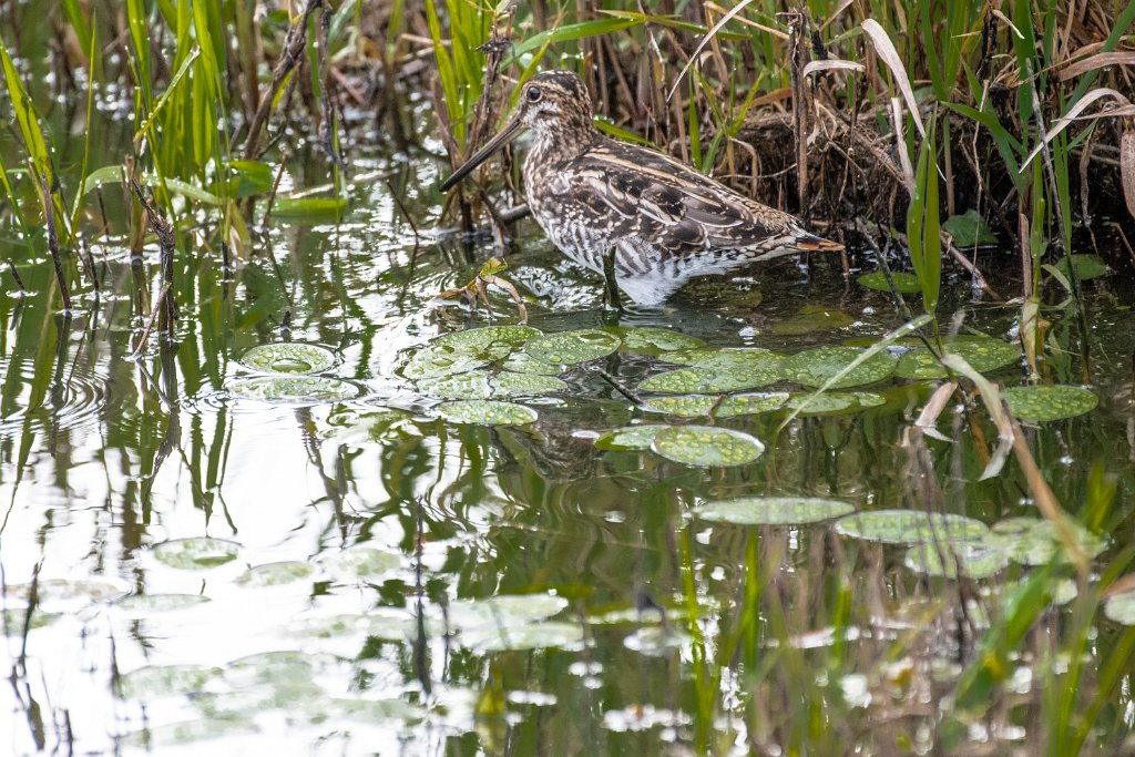 D85_1981.jpg - Wilson's Snipe