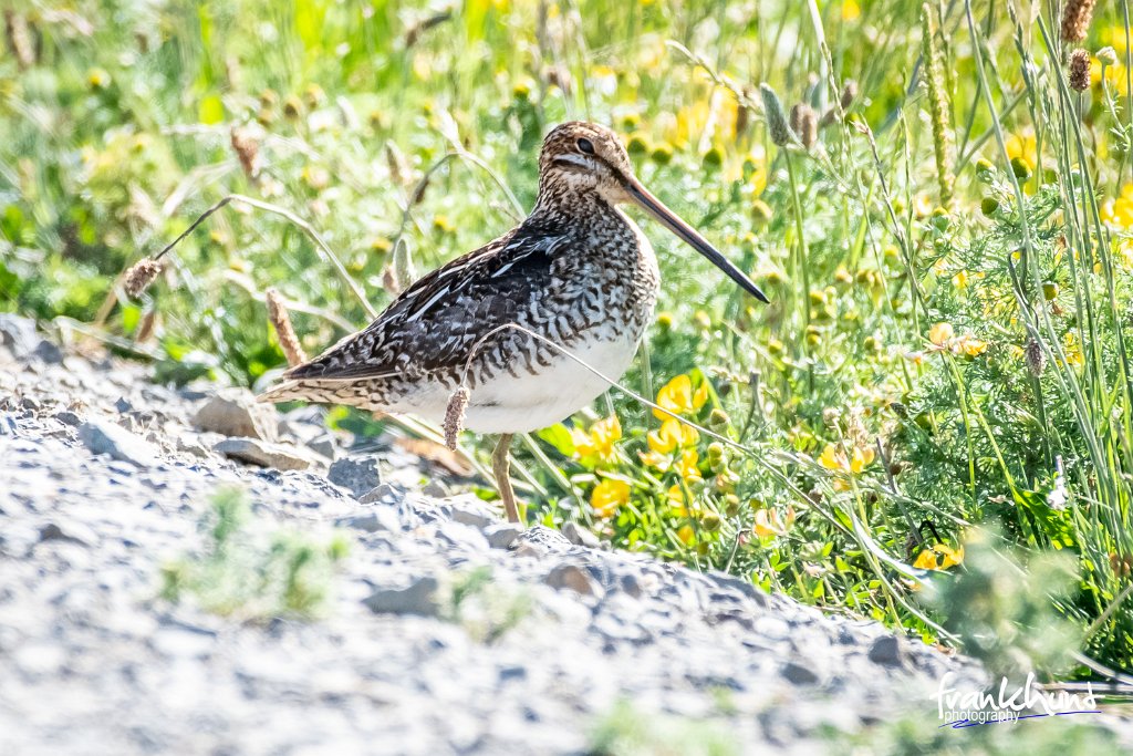 D85_2939.jpg - Wilson's Snipe