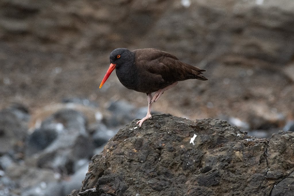 D85_4634.jpg - Black Oystercatcher