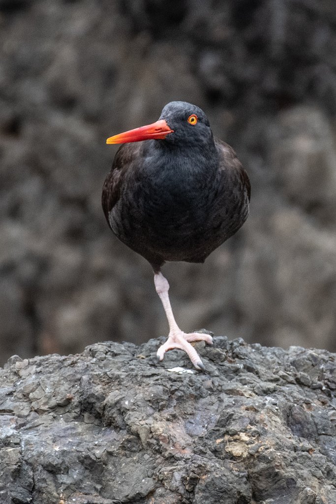 D85_4723.jpg - Black Oystercatcher