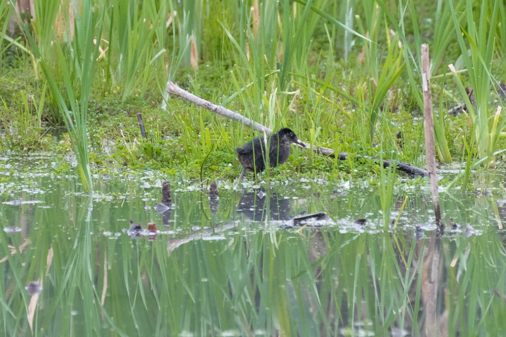 D85_5713.jpg - Virginia Rail (Juvenile)