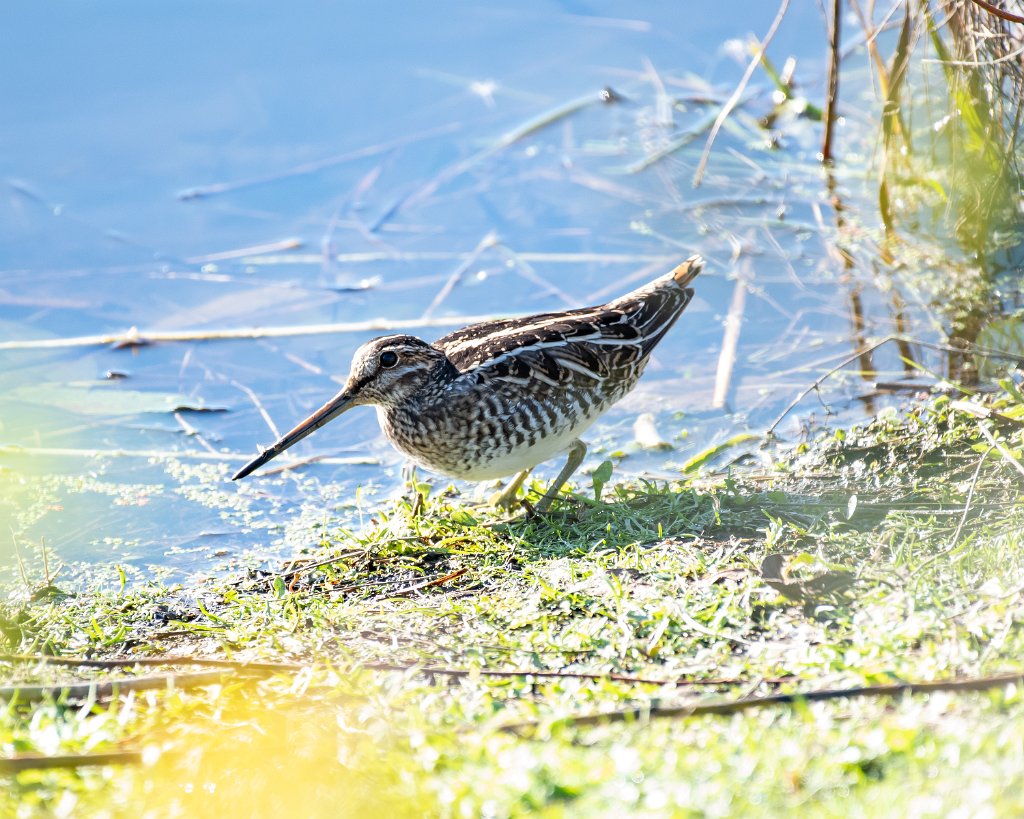 D85_5714.jpg - Wilson's Snipe