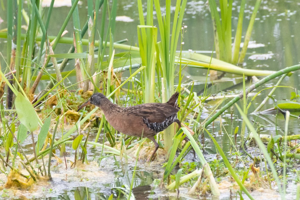 D85_5777.jpg - Virginia Rail