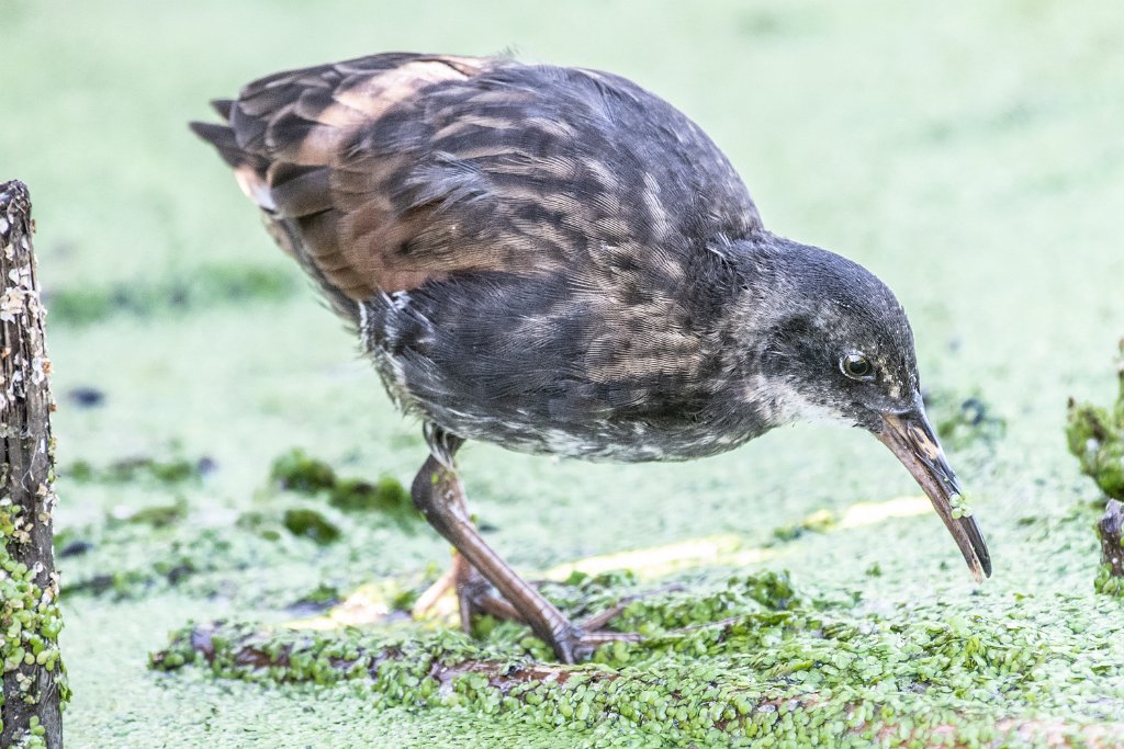 D85_7033.jpg - Virginia Rail