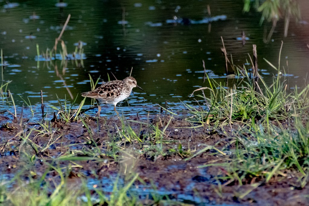 D85_7108.jpg - Least Sandpiper