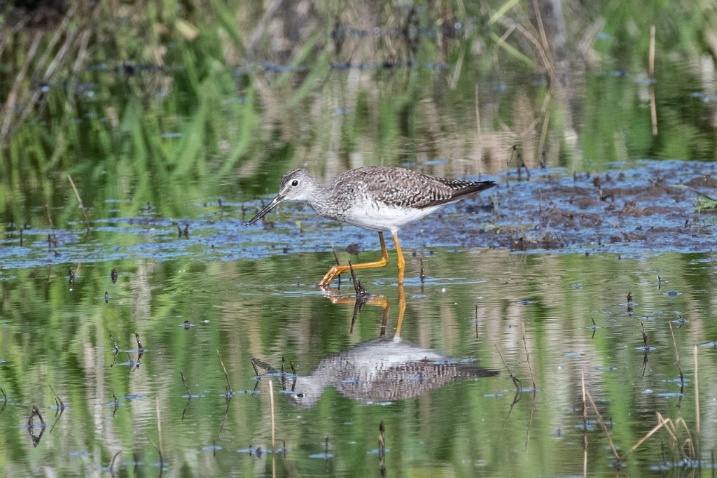 D85_7191.jpg - Lesser Yellowlegs