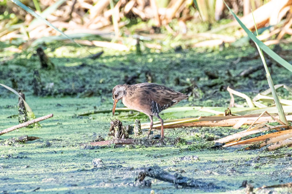 D85_7629.jpg - Virginia Rail