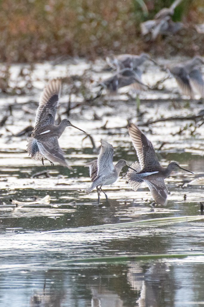 D85_7795.jpg - Long-billed Dowitcher