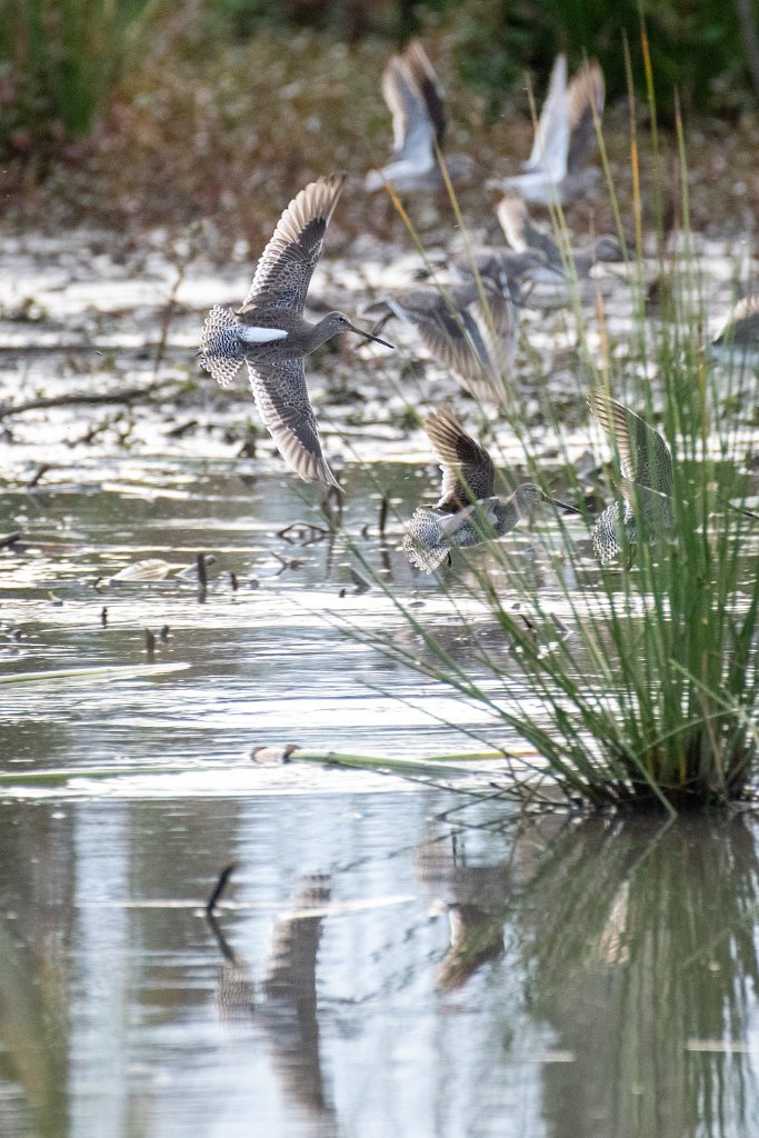 D85_7796.jpg - Long-billed Dowitcher