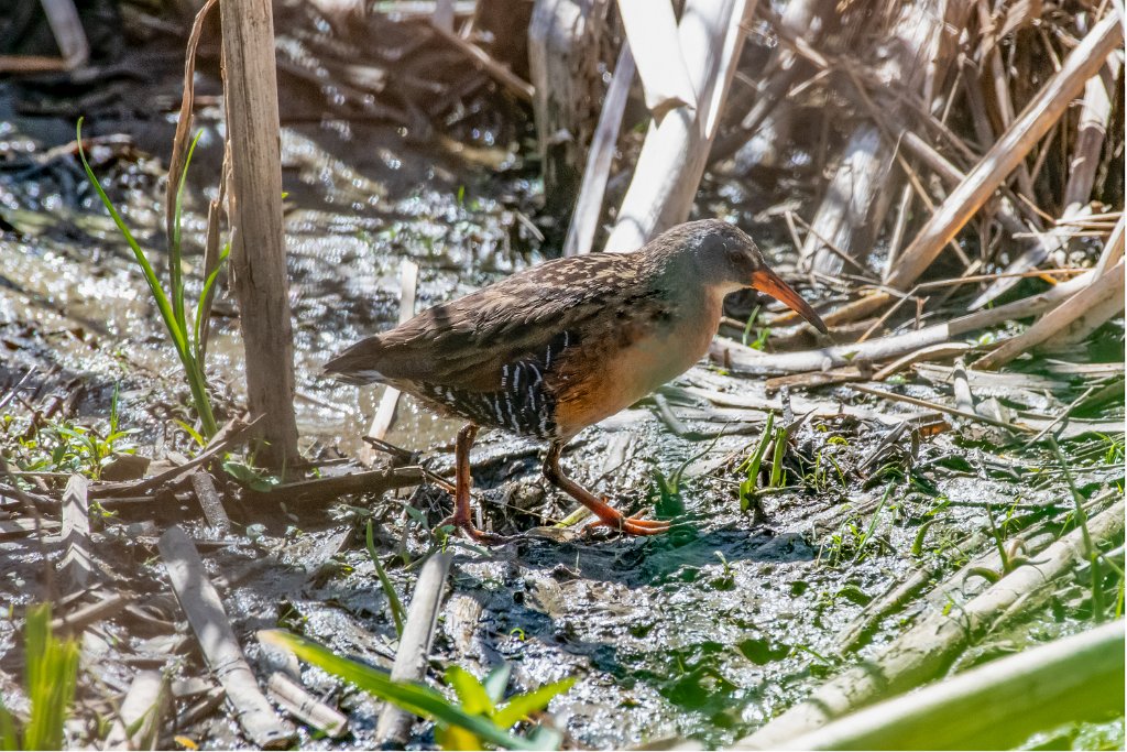 D85_7868-Edit.edit.jpg - Virginia Rail