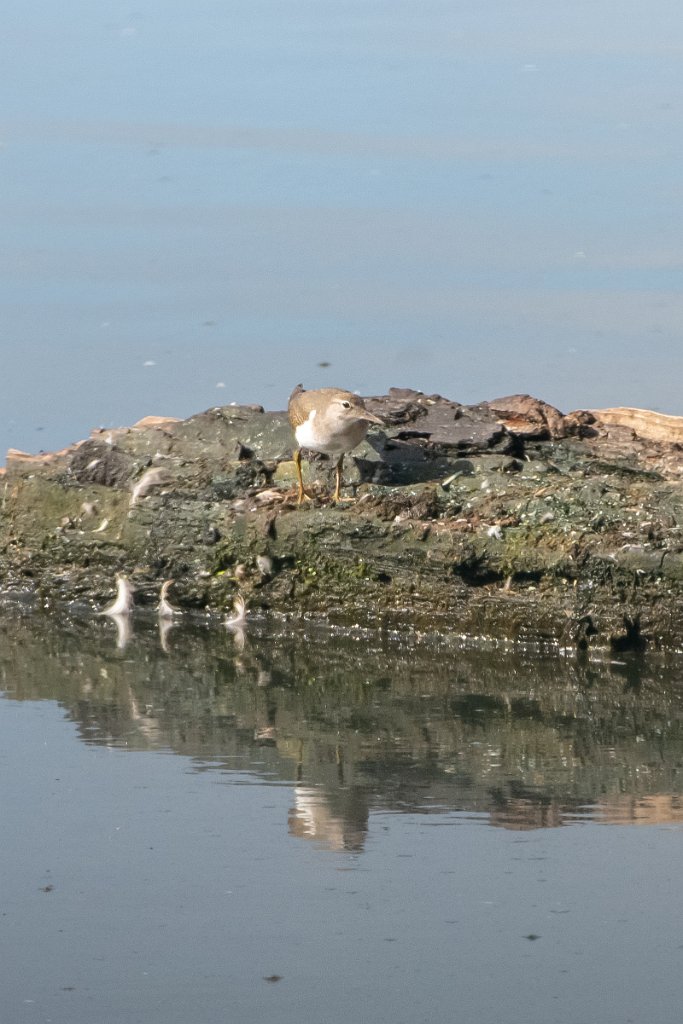 D85_8003.jpg - Solitary Sandpiper