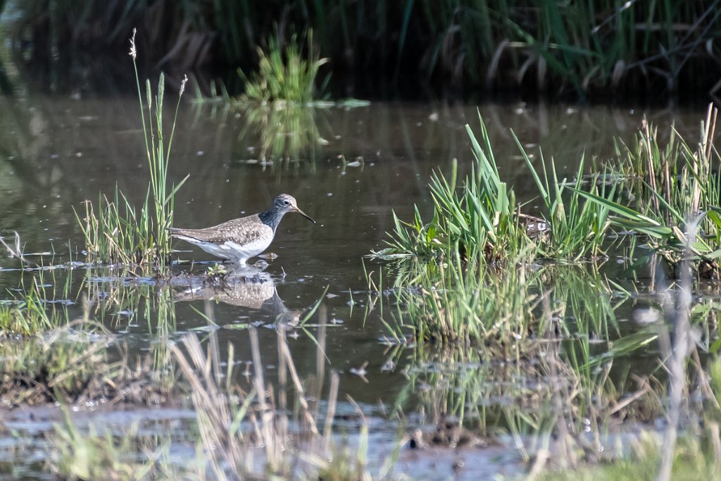 D85_8612.jpg - Solitary Sandpiper