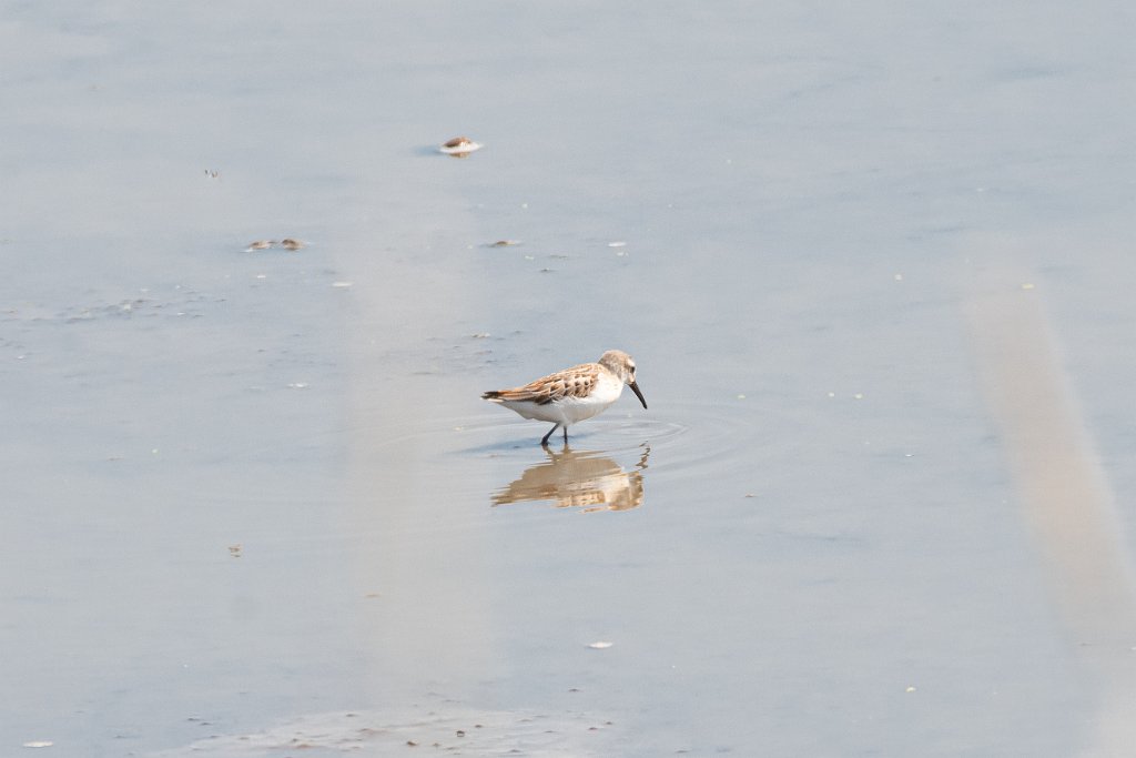 D85_8693.jpg - Western Sandpiper