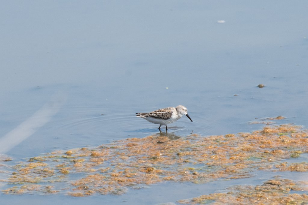 D85_8707.jpg - Western Sandpiper