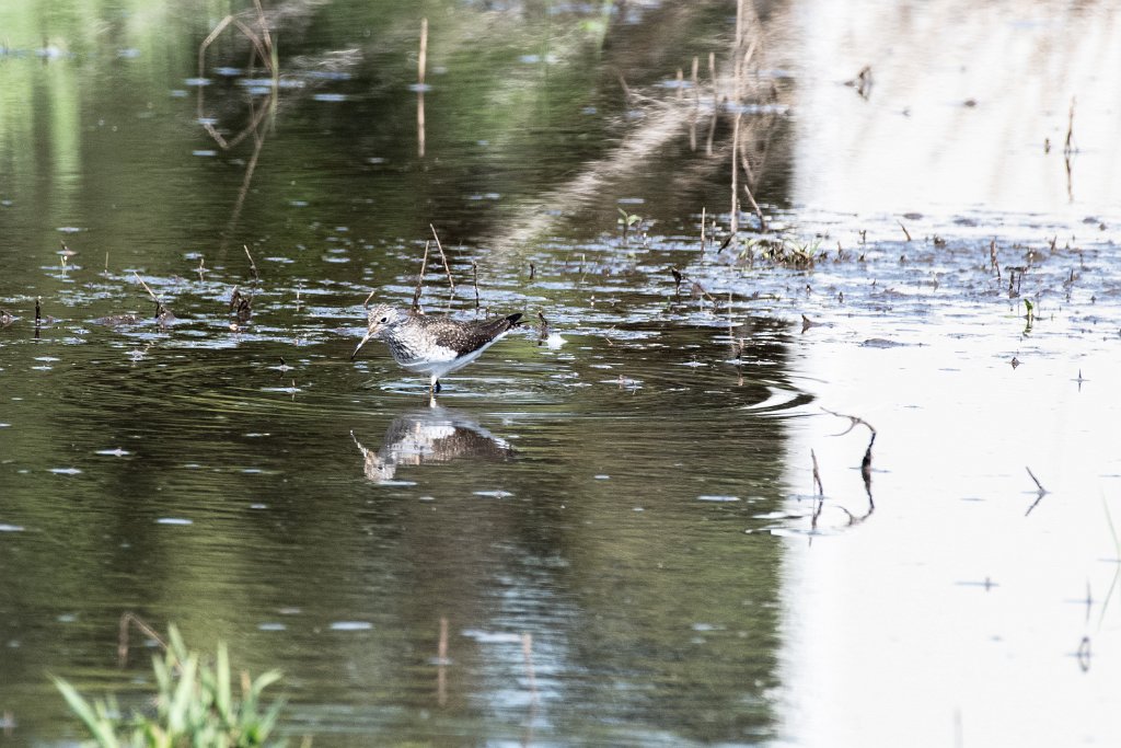 D85_8837.jpg - Solitary Sandpiper