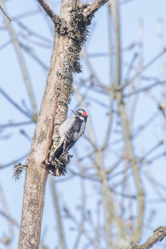 D05_0086.jpg - Downy Woodpecker