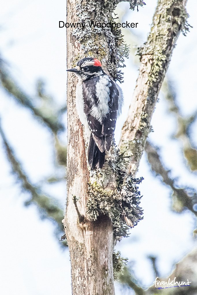 D05_0102.jpg - Downy Woodpecker