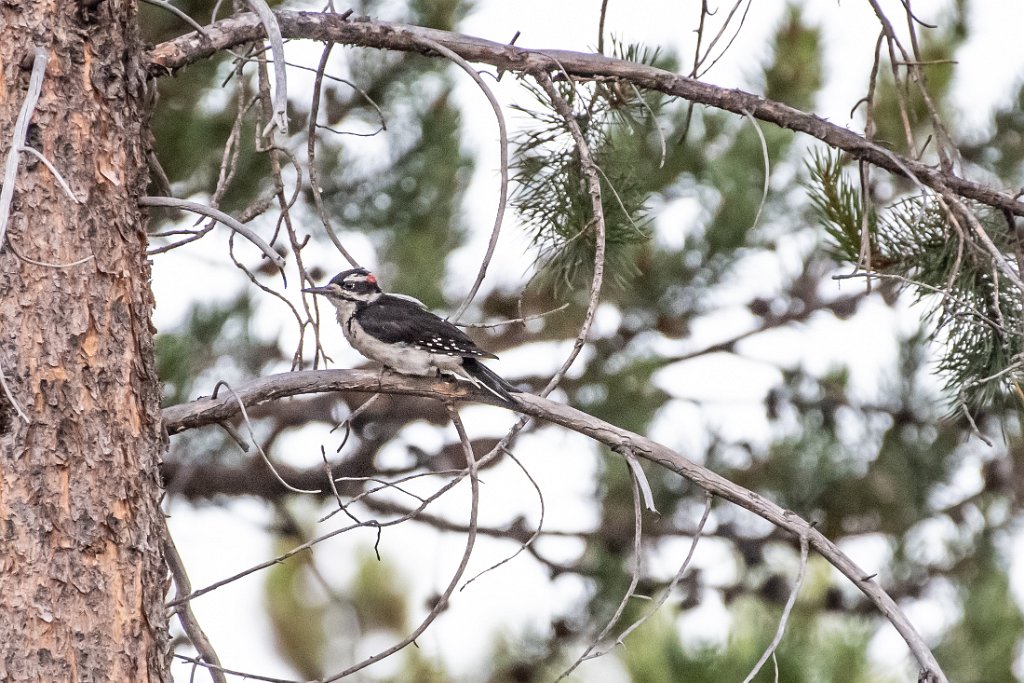 D05_0415.jpg - Hairy Woodpecker