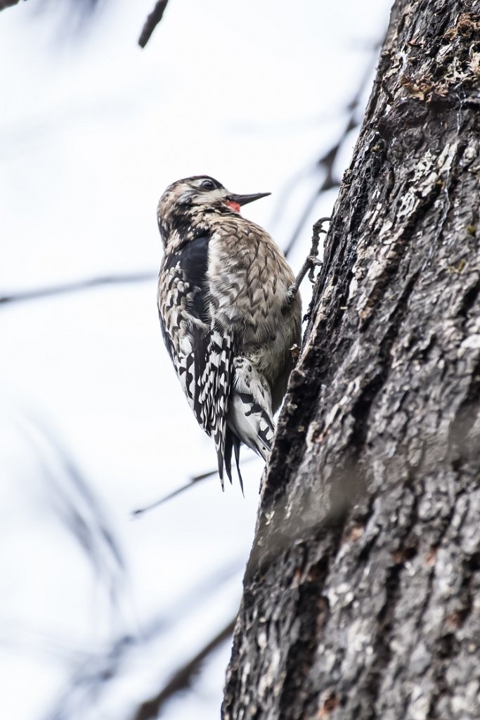 D05_2912.jpg - Yellow-bellied Sapsucker