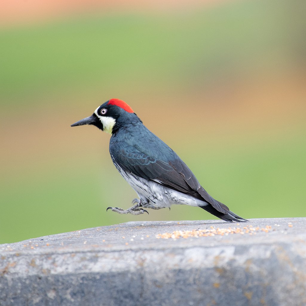 D05_3288.jpg - Acorn Woodpecker