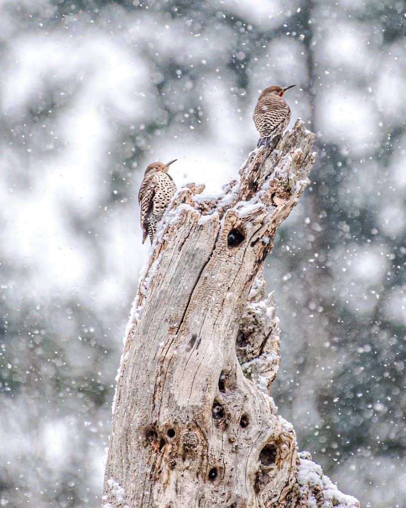 D05_5051.jpg - Northern Flickers