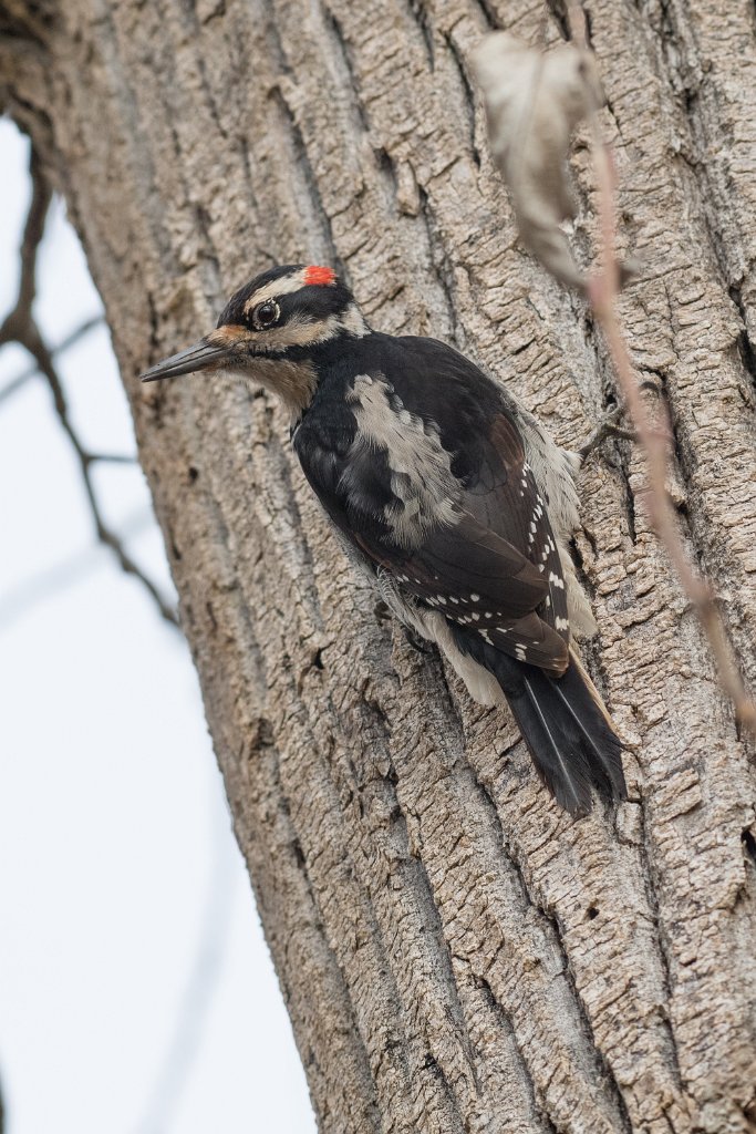 D05_5251.jpg - Hairy Woodpecker