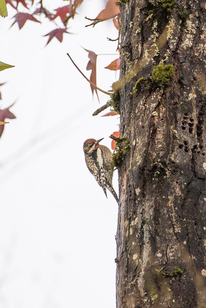 D05_5733.jpg - Yellow-bellied Sapsucker