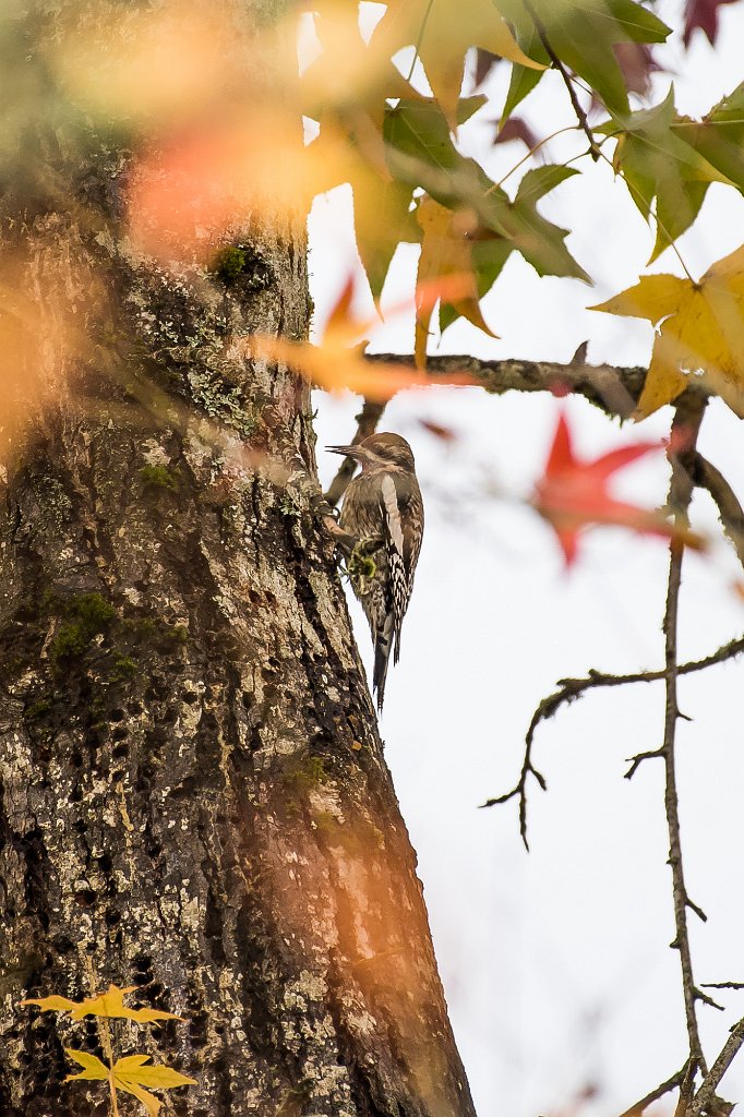 D05_5762.jpg - Yellow-bellied Sapsucker