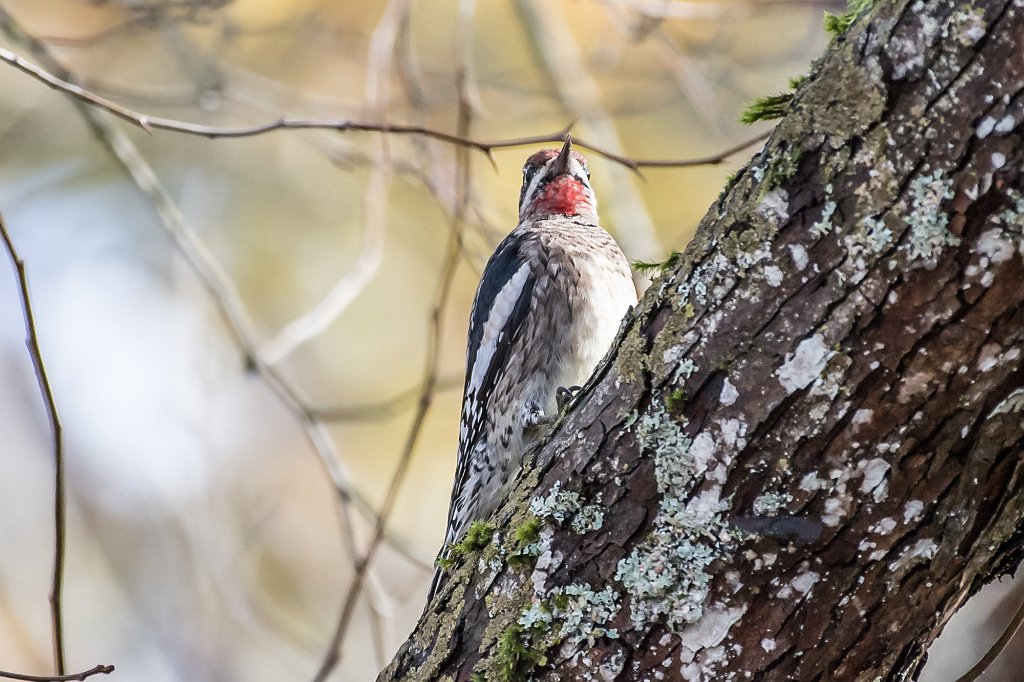 D05_5849-2.jpg - Yellow-bellied Sapsucker