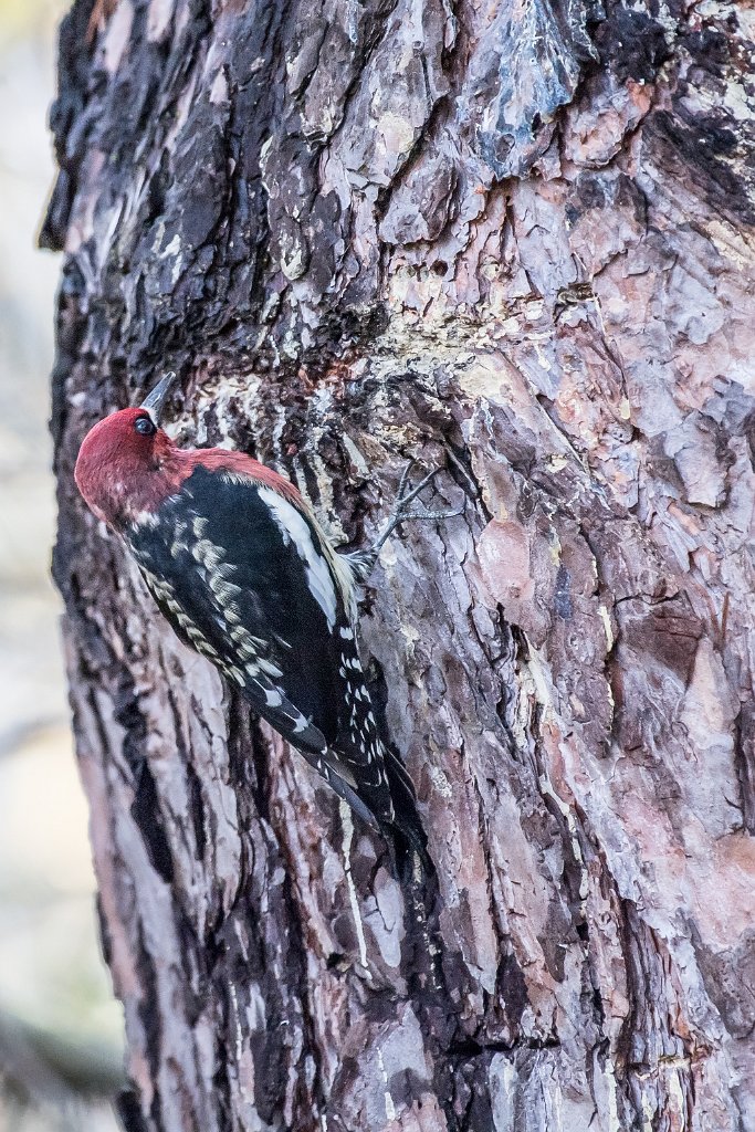 D05_5884.jpg - Red-breasted Sapsucker