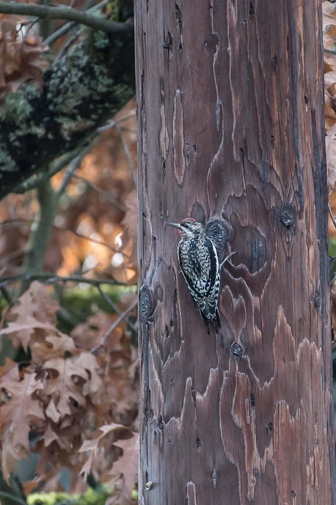 D05_5893.jpg - Yellow-bellied Sapsucker