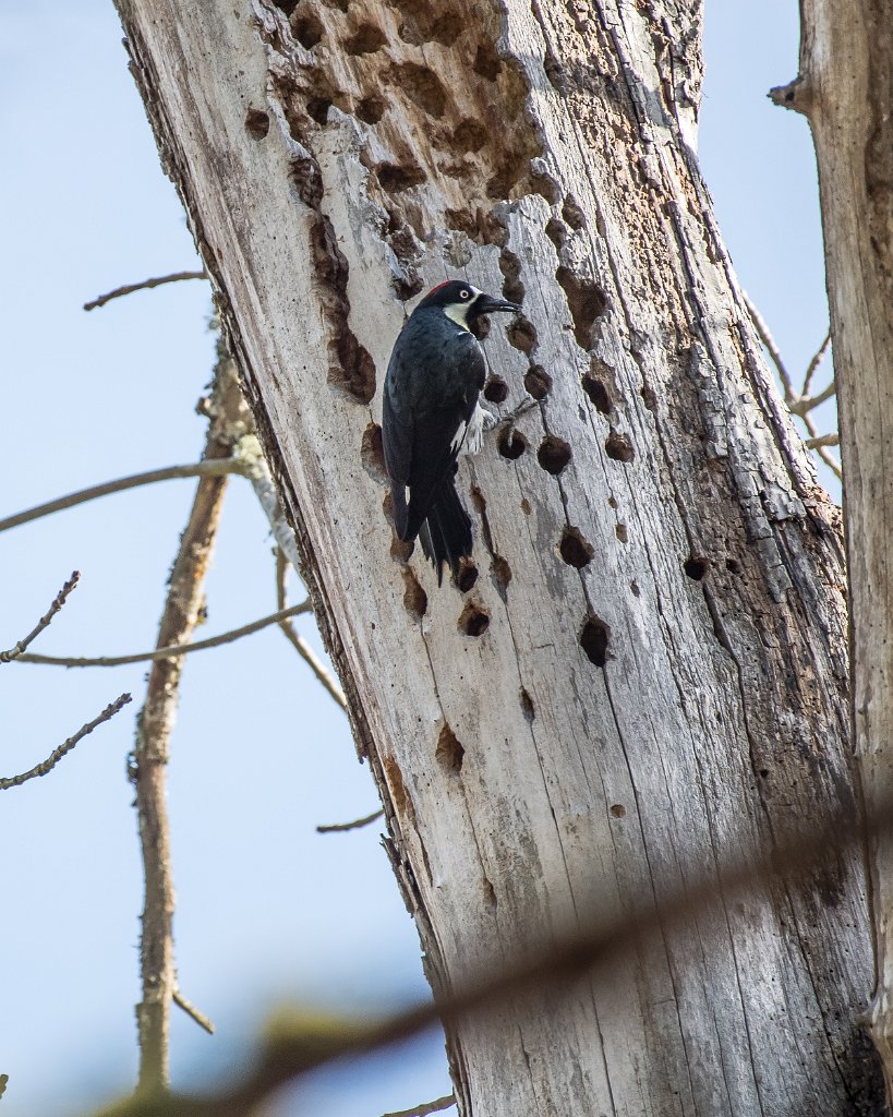 D05_6186.jpg - Acorn Woodpecker