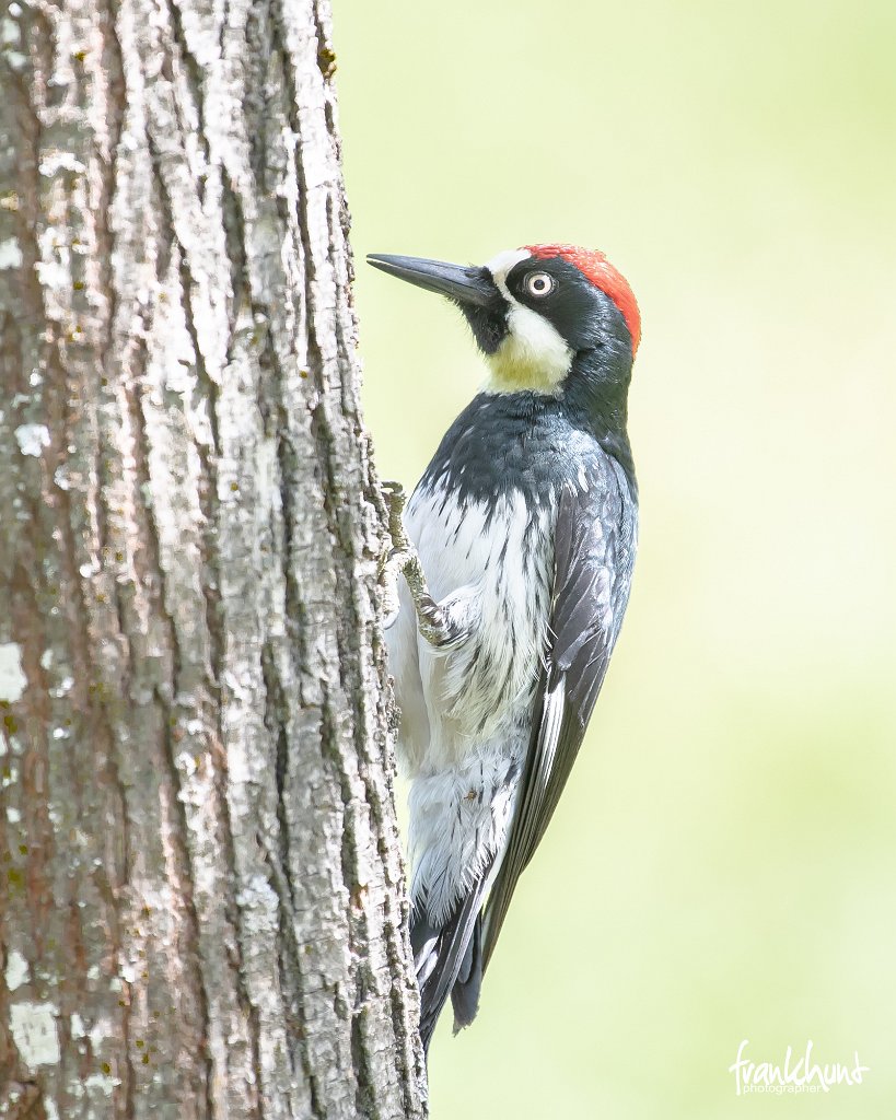 D05_7358.jpg - Acorn Woodpecker