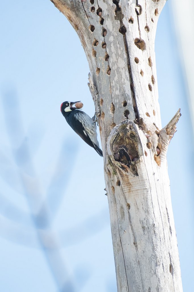 D05_7768.jpg - Acorn Woodpecker