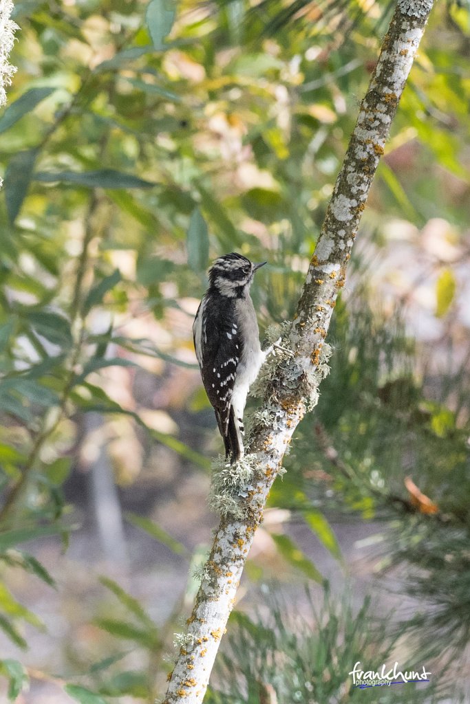 D05_8362.jpg - Hairy Woodpecker