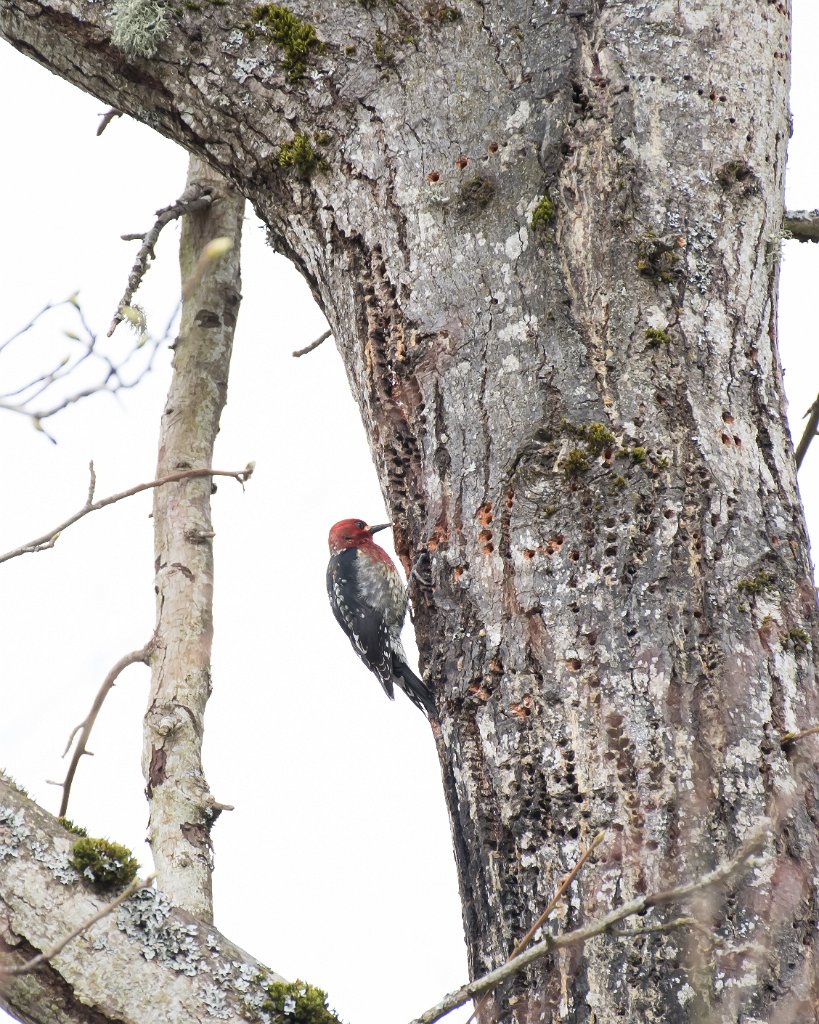 D05_8634.jpg - Red-breasted Sapsucker