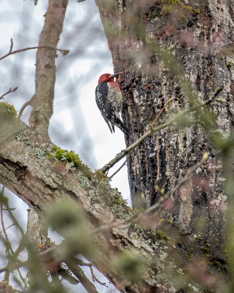 D05_9432.jpg - Red-breasted Sapsucker