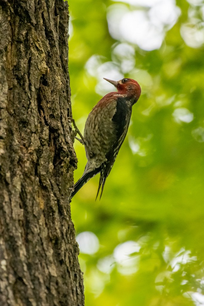 D85_1371.jpg - Red-breasted Sapsucker