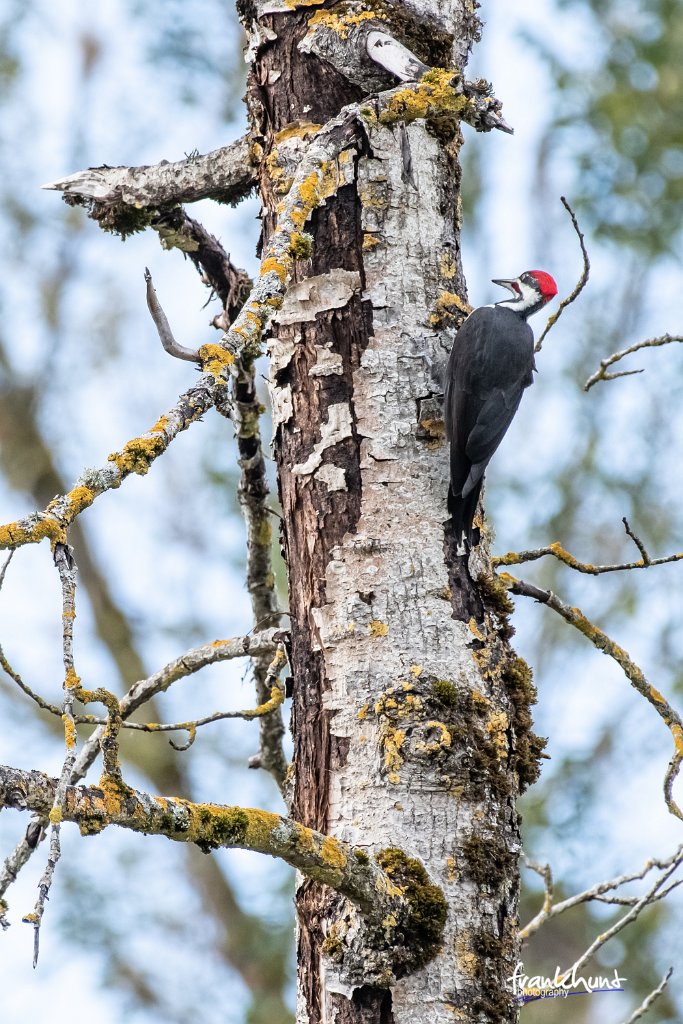 D85_2101.jpg - Pileated Woodpecker