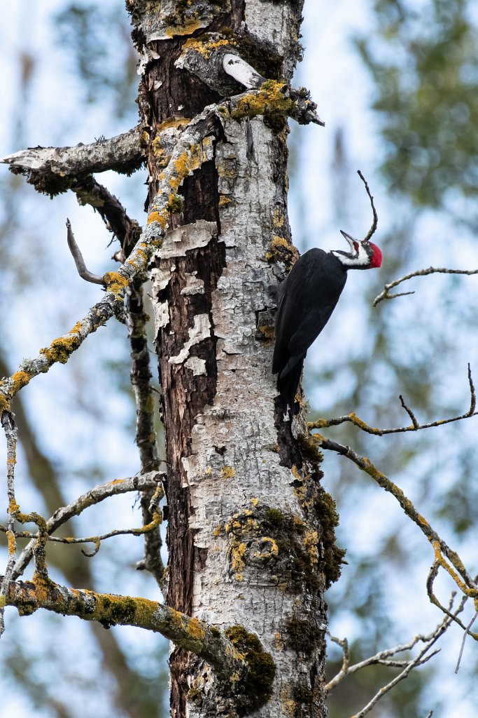 D85_2102.jpg - Pileated Woodpecker